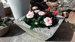 Betonart Schale mt Rosen